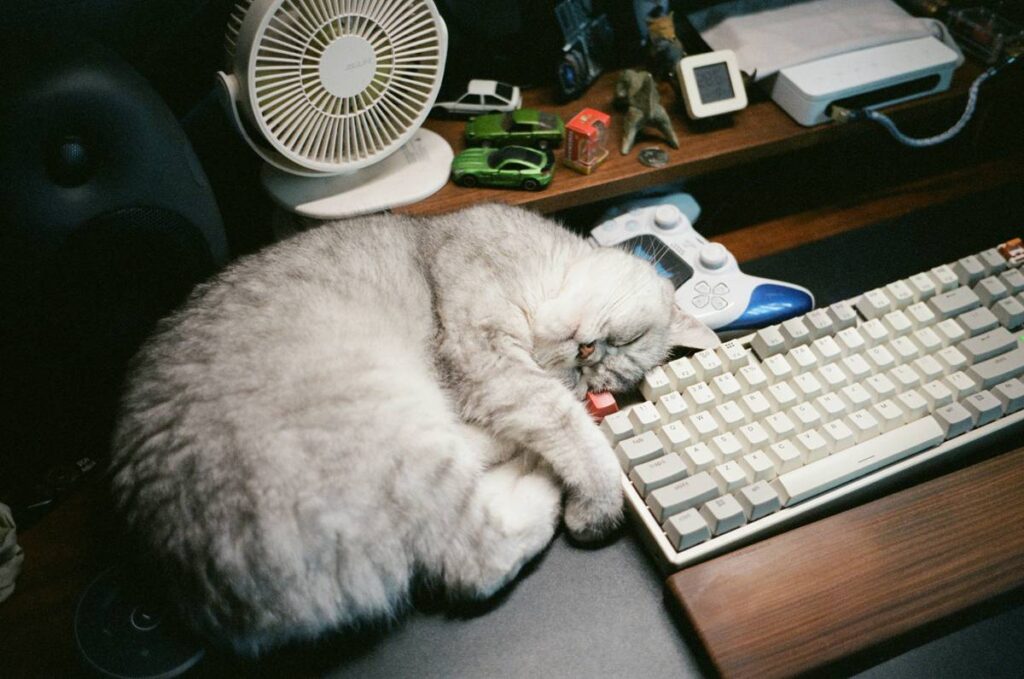The Best Pet Simulation for PC in 2024: Raise, Love, and Never Clean a Real Litter Box