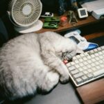 The Best Pet Simulation for PC in 2024: Raise, Love, and Never Clean a Real Litter Box