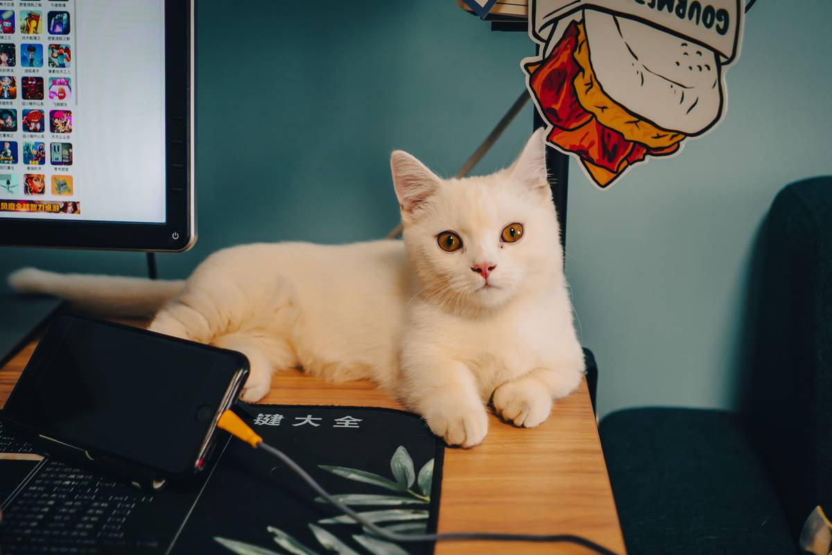 Comparison chart showing symptom accuracy in popular pet vet computer games: Pet Pals (87%), Vet Life (74%), My Talking Tom (12%), Littlest Pet Shop (9%)