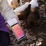 Is Your Pet Vet Video Game Actually Teaching Kids Responsibility—or Just Glorifying Overfeeding?