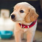 pet salon pc game: The Surprising Truth About Virtual Pet Grooming That No One Talks About