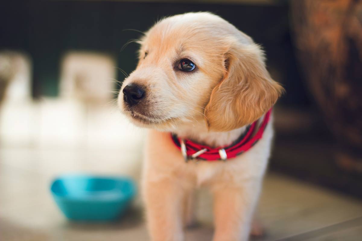 pet salon pc game: The Surprising Truth About Virtual Pet Grooming That No One Talks About