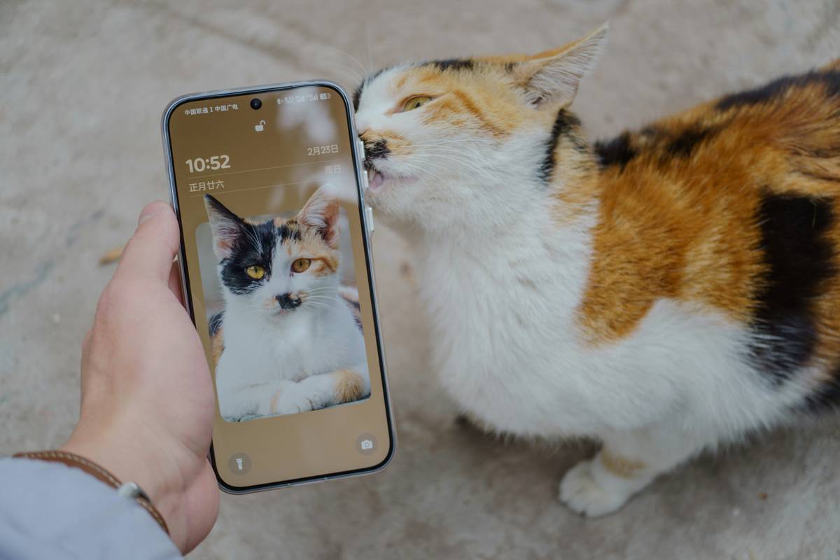 Modular animation states in a virtual pet game template showing emotion-based transitions