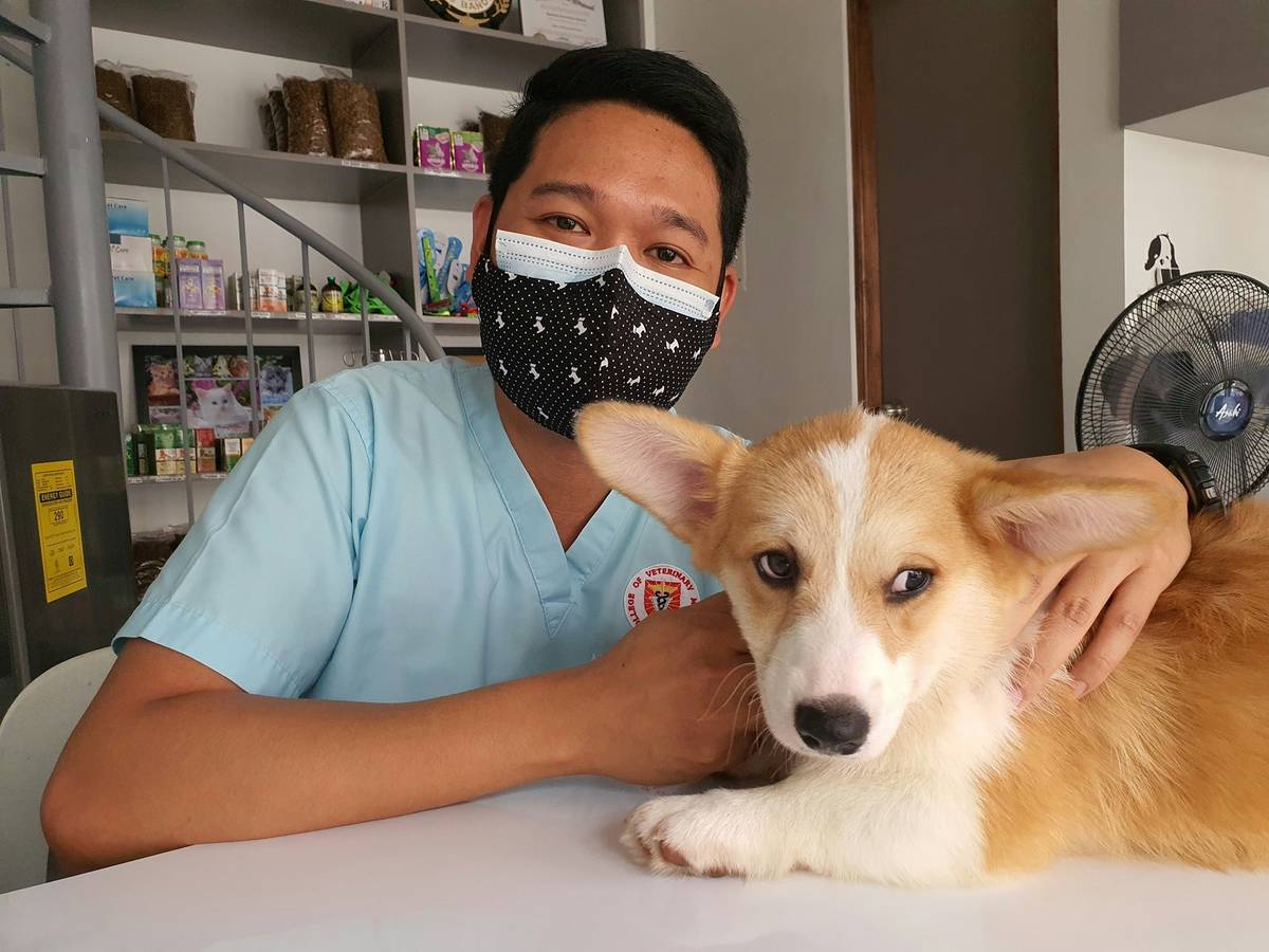 player diagnosing a sick dog in pet vet game pc with realistic symptoms chart