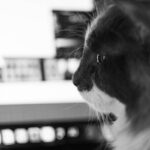 Why Most virtual pet design game Experiences Feel Hollow—And How to Build One That Actually Connects
