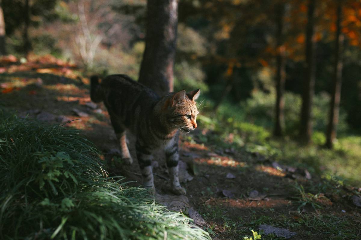 Why My Virtual Pet Cat Simulator Is the Only One That Actually Feels Real