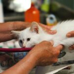 Why Your Search for a “Pet Vet Computer Game” Shouldn’t Stop at My Talking Angela