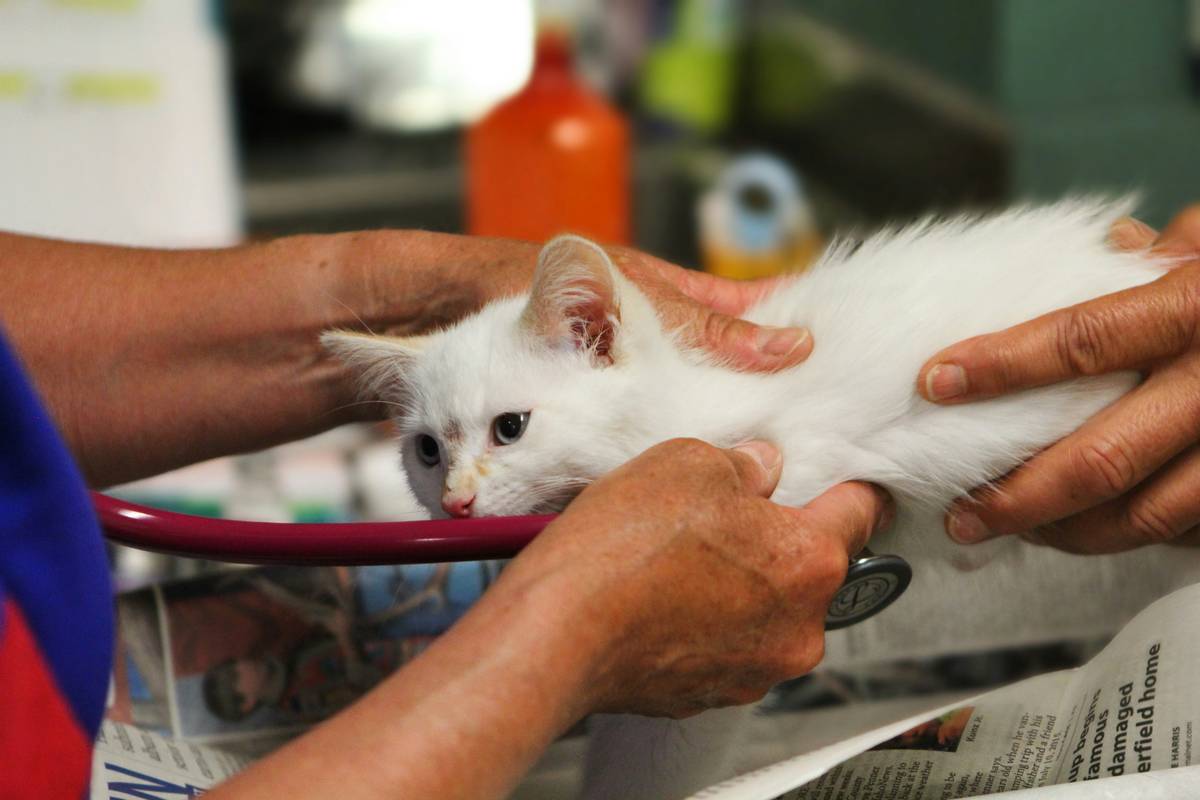 Why Your Search for a “Pet Vet Computer Game” Shouldn’t Stop at My Talking Angela
